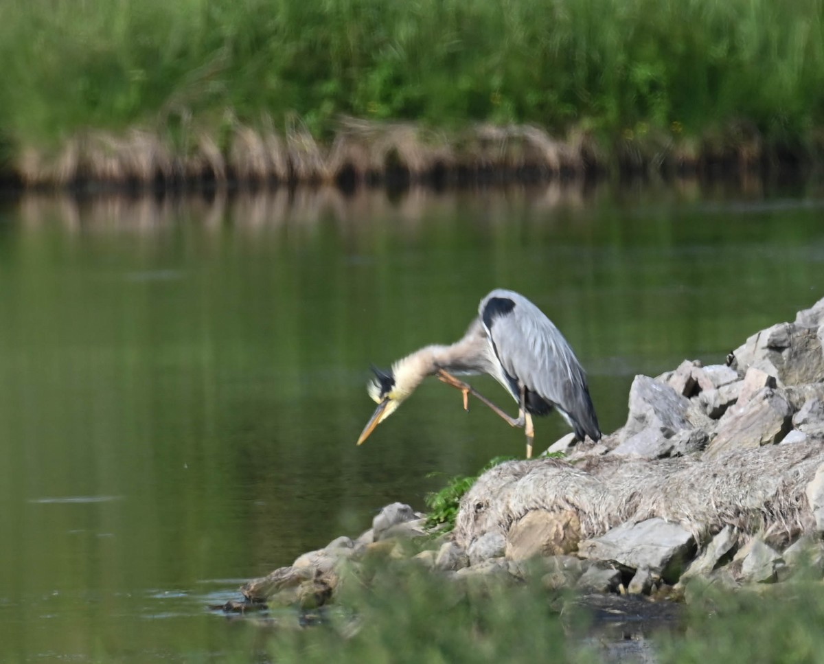 Great Blue Heron - ML638516969