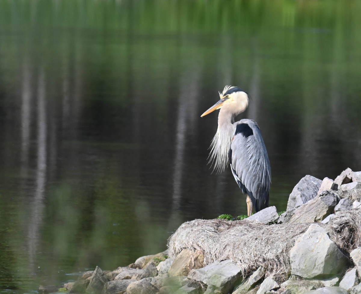 Great Blue Heron - ML638516970