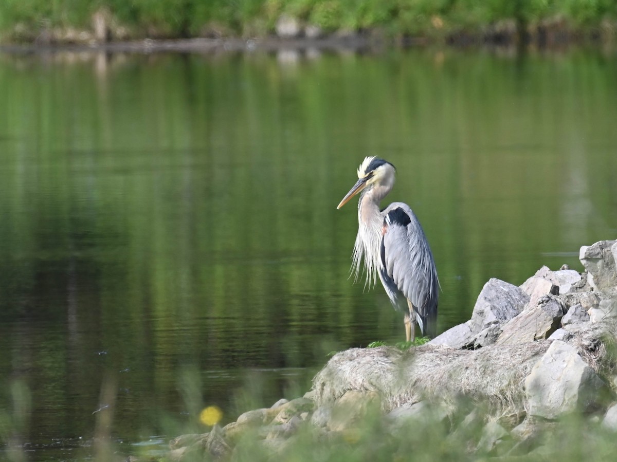 Great Blue Heron - ML638516971