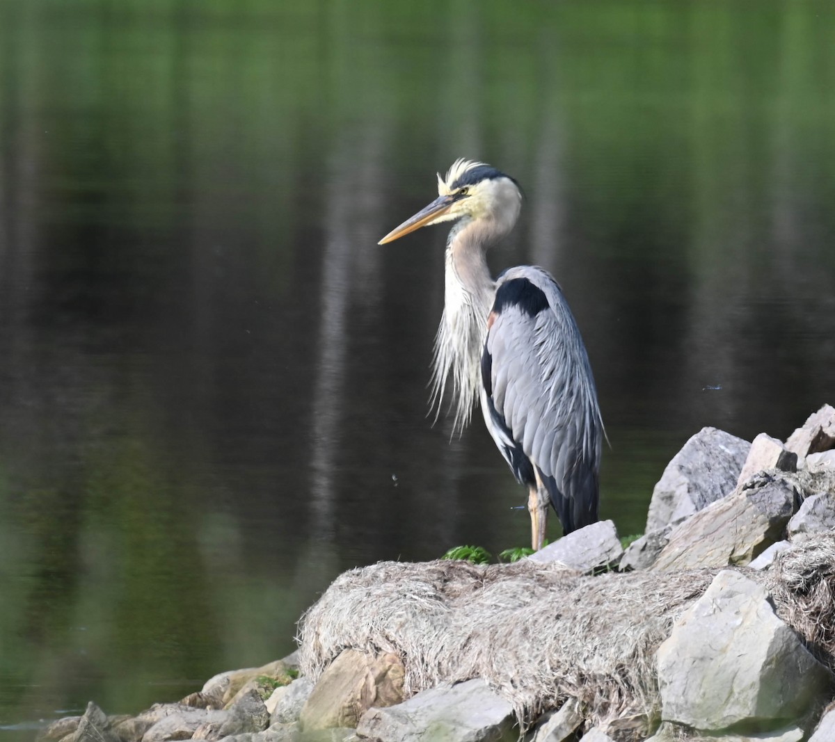 Great Blue Heron - ML638516972