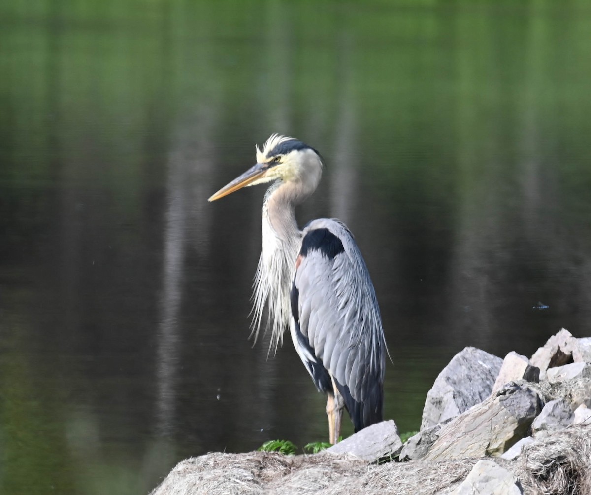 Great Blue Heron - ML638516973