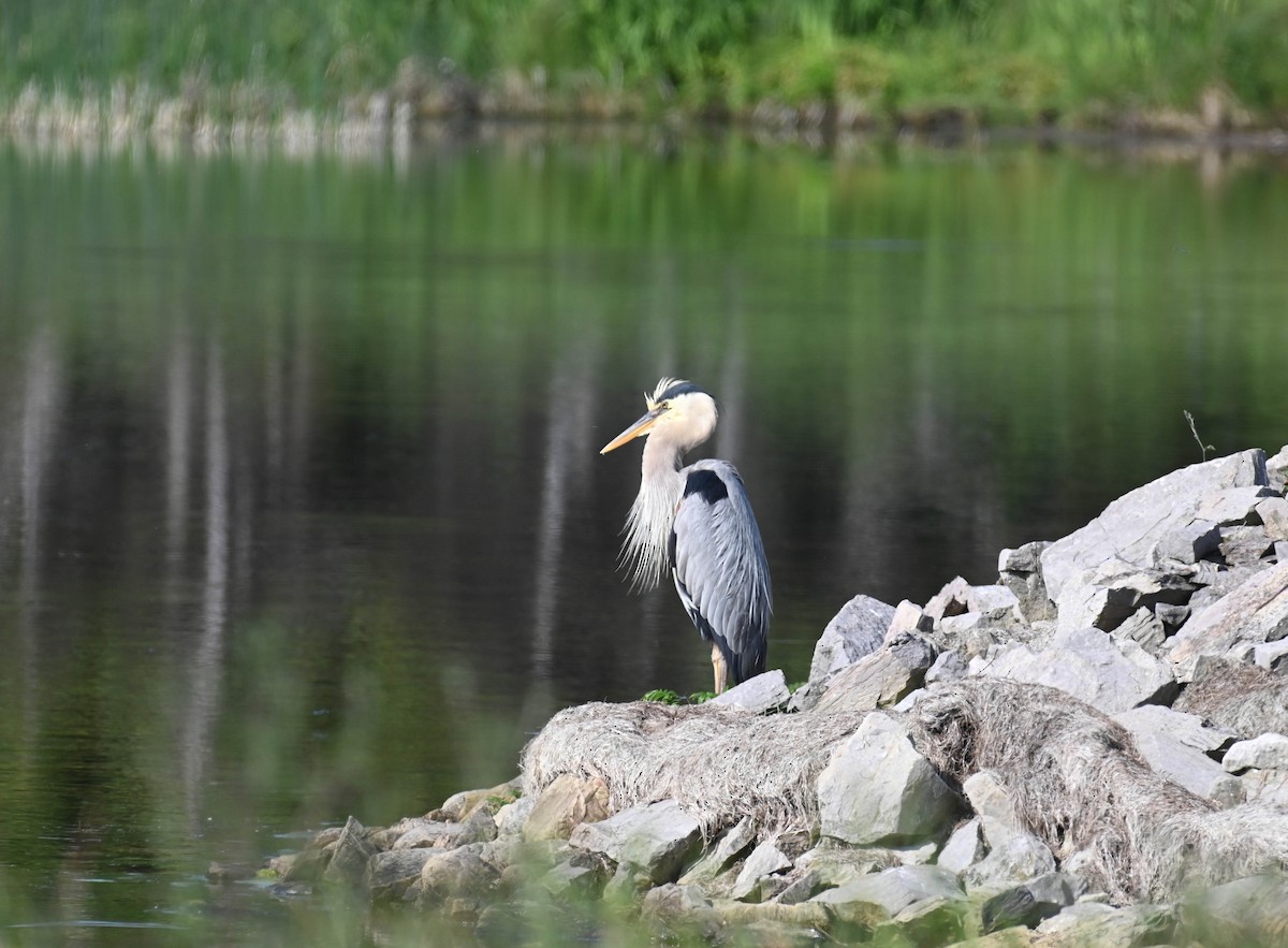 Great Blue Heron - ML638516974