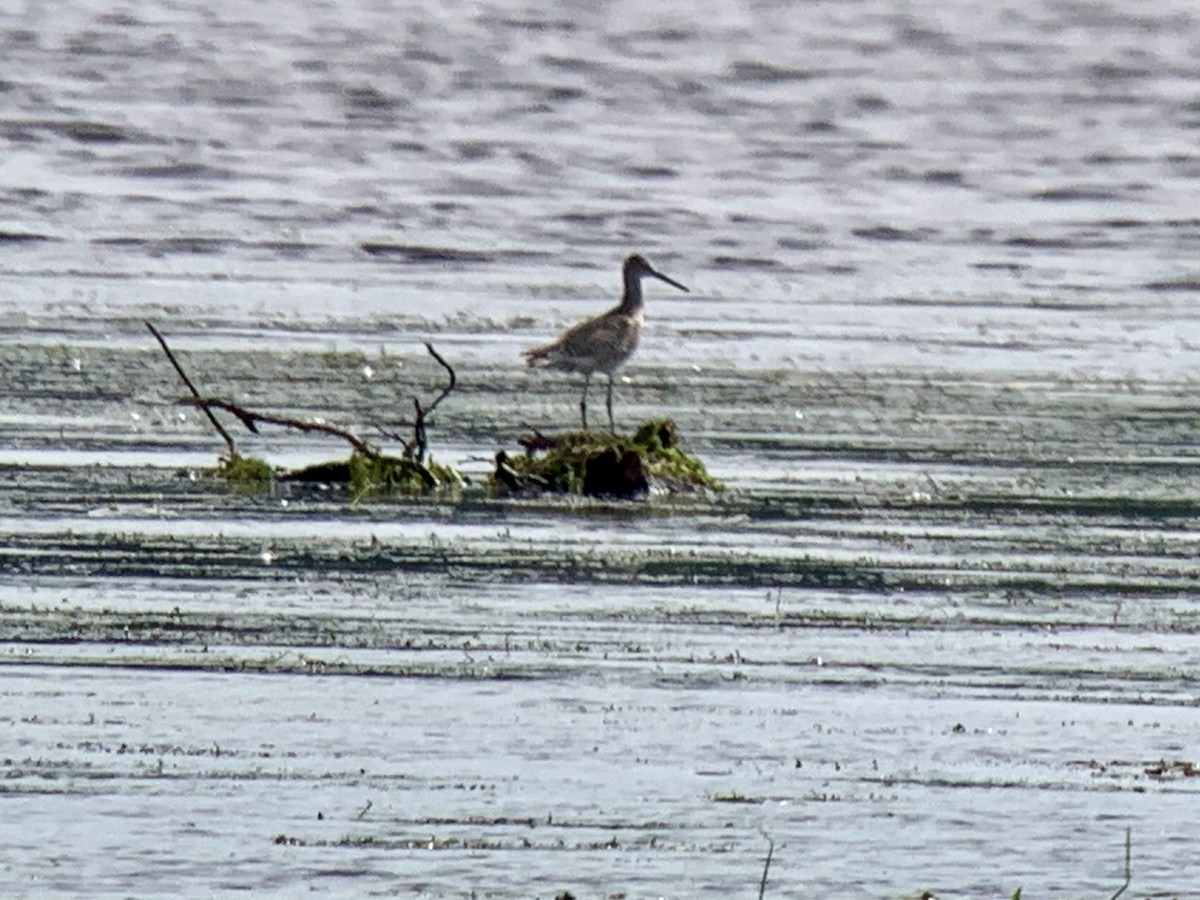 Willet - ML638516981