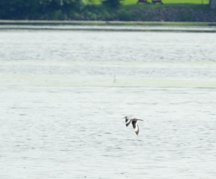 Willet - ML638516982