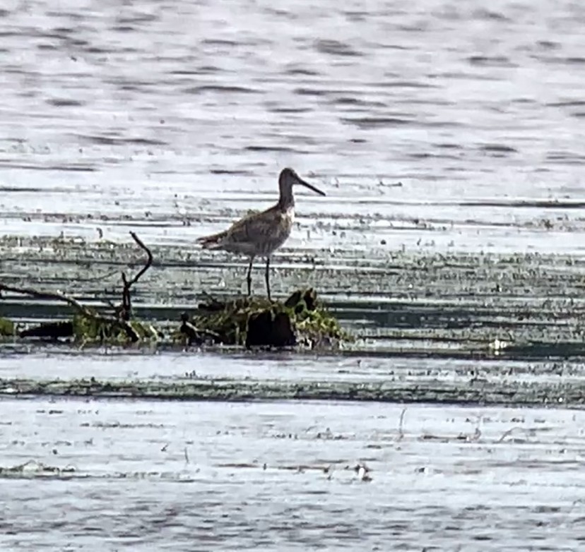 Willet - ML638516983