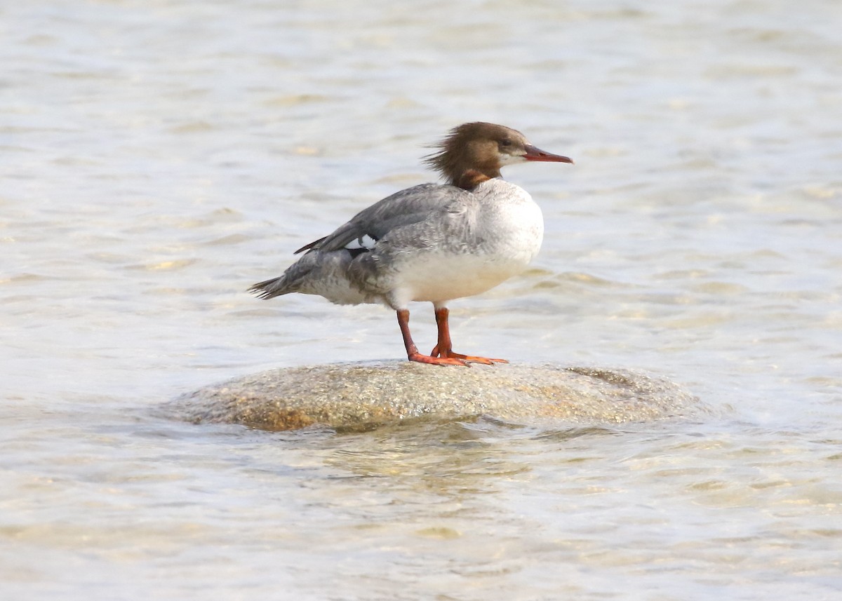 Common Merganser - ML638517000
