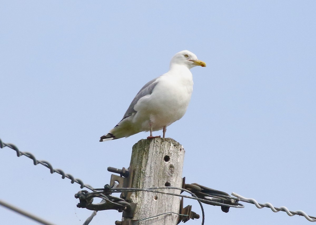American Herring Gull - ML638517004