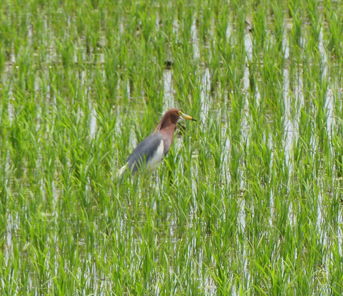 Chinese Pond-Heron - ML638517025