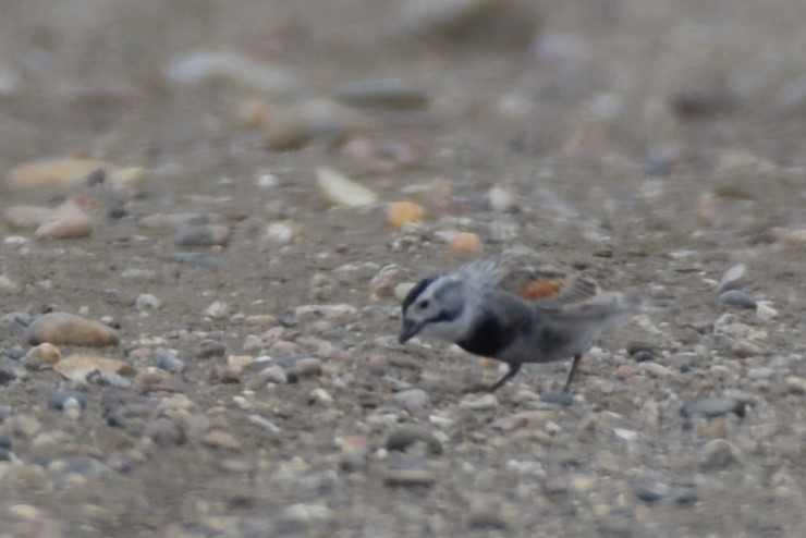 Thick-billed Longspur - ML638517055