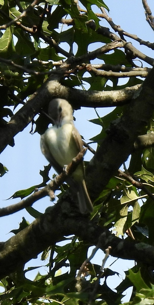 Warbling Vireo - ML638517139