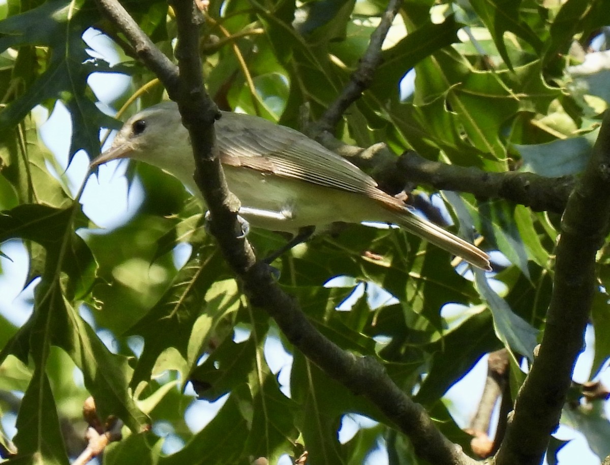 Warbling Vireo - ML638517140