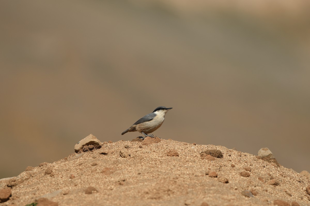 Western Rock Nuthatch - ML638517160