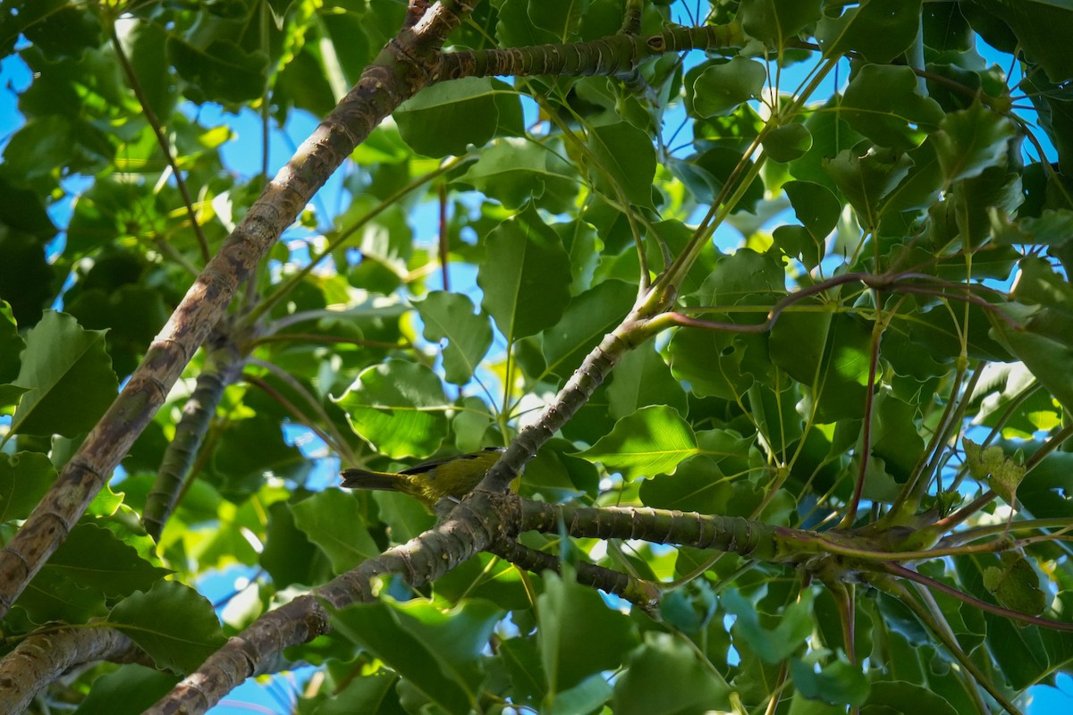 Sooty-capped Chlorospingus - ML638517218