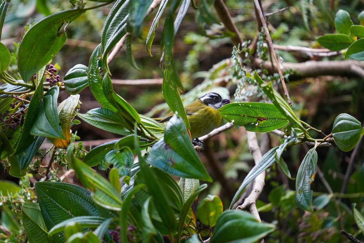 Sooty-capped Chlorospingus - ML638517219
