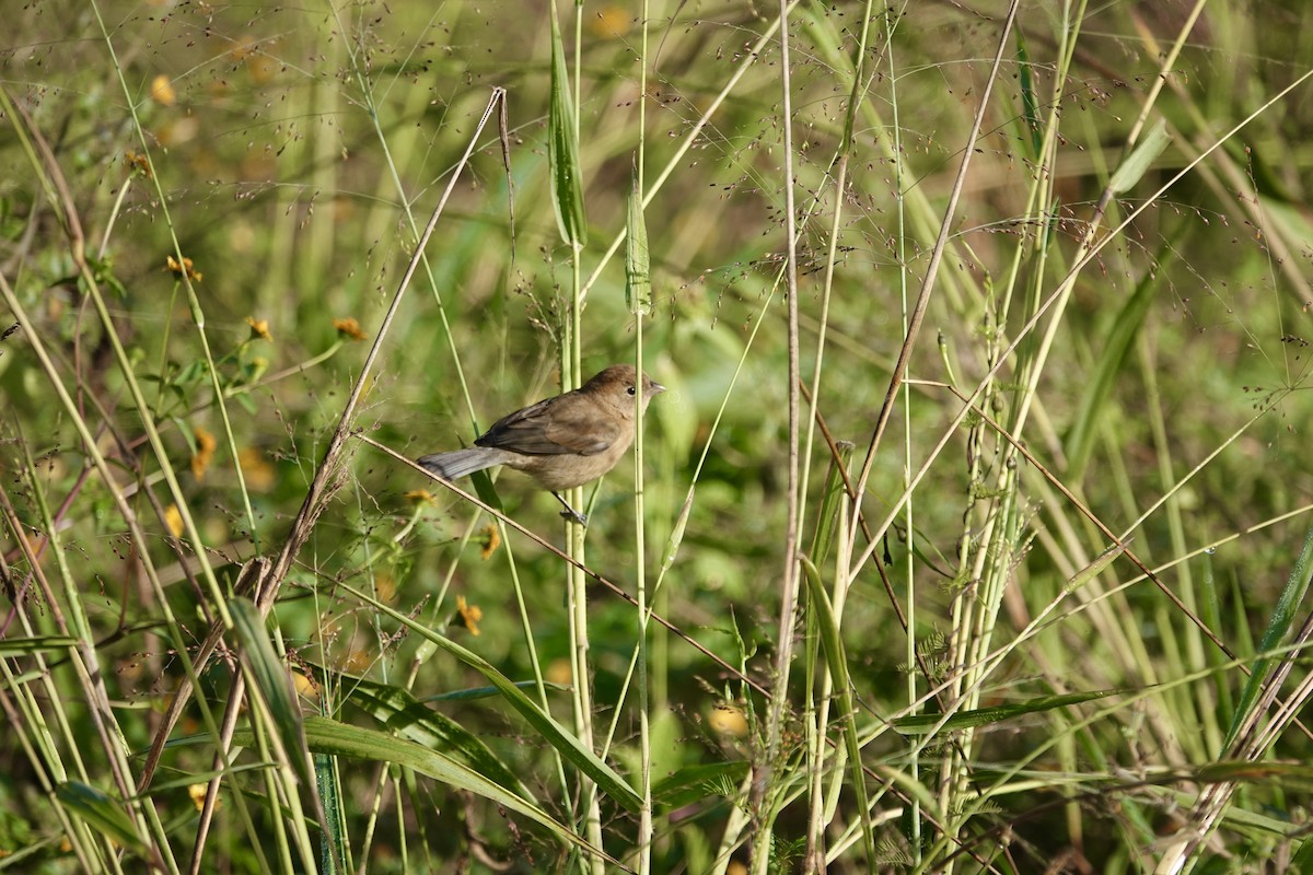 Varied Bunting - ML638517265