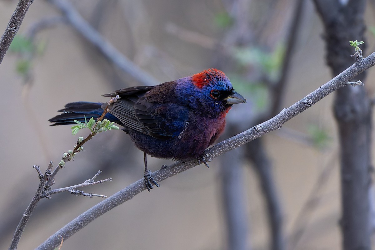 Varied Bunting - ML638517278