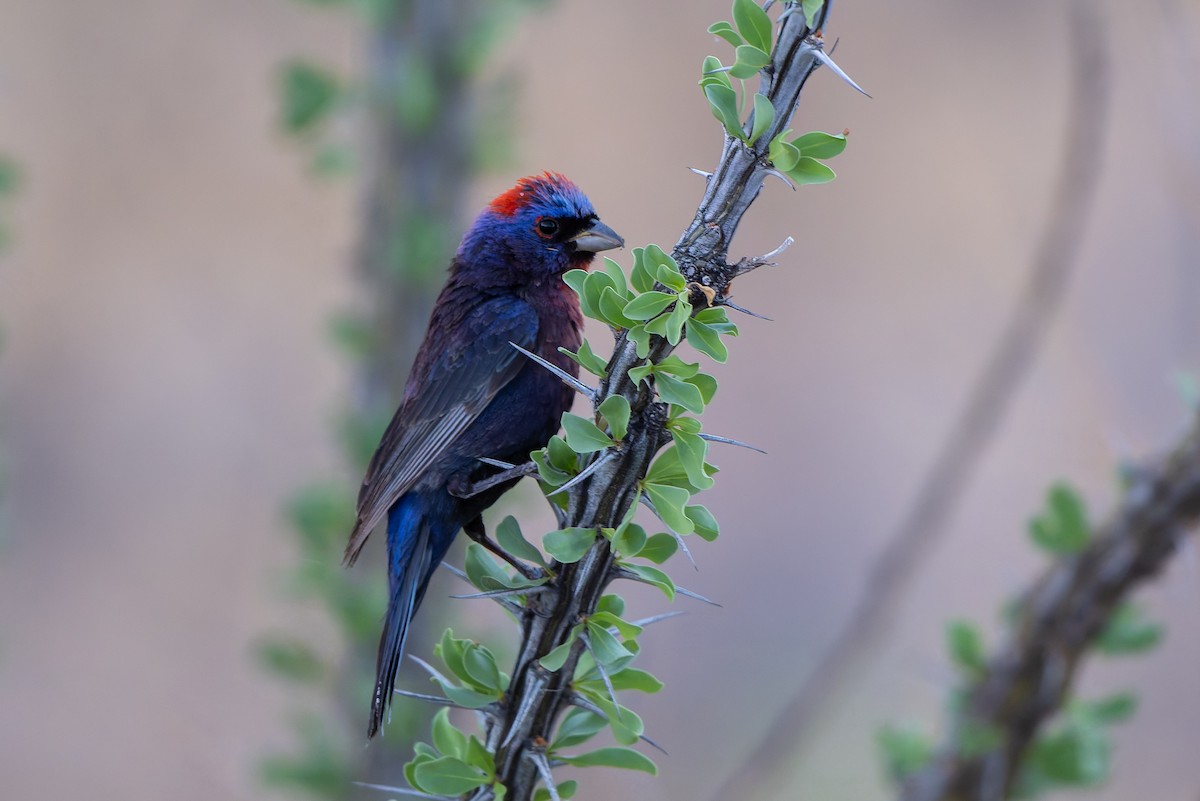 Varied Bunting - ML638517282