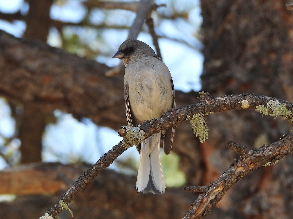 Dark-eyed Junco (Red-backed) - ML638517286