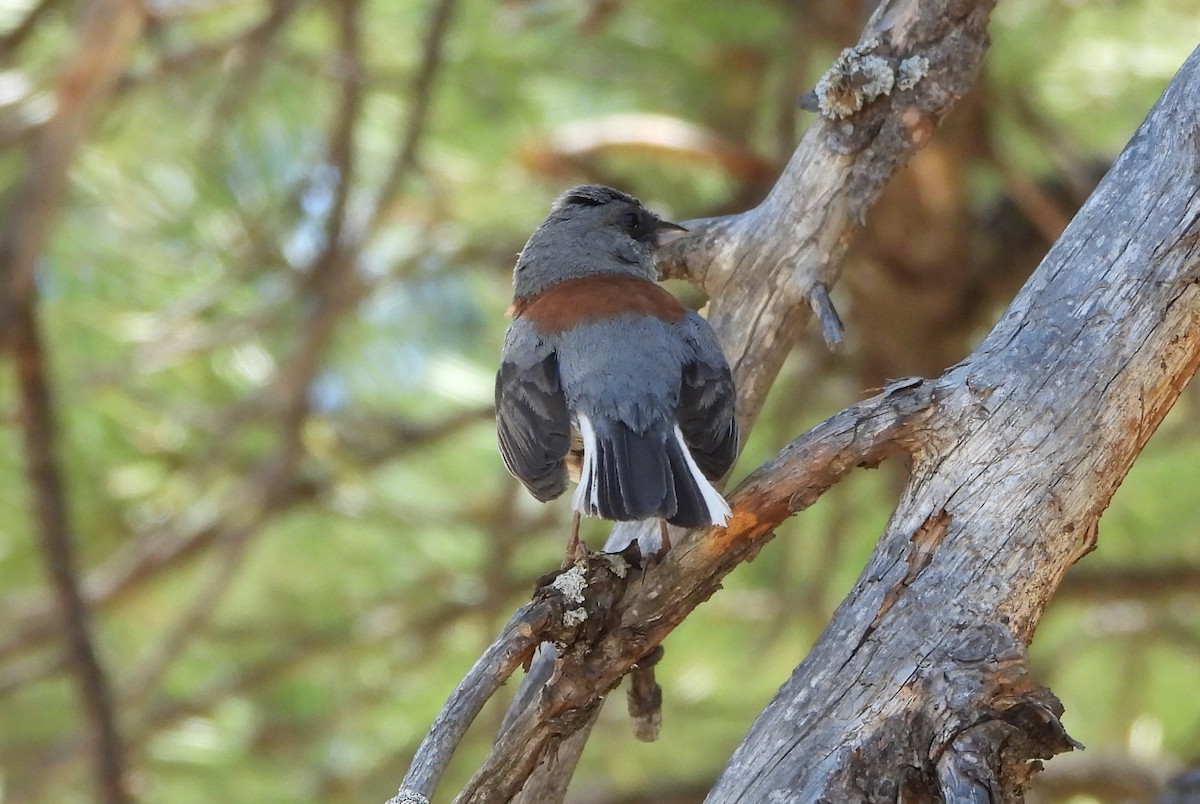 Dark-eyed Junco (Red-backed) - ML638517291