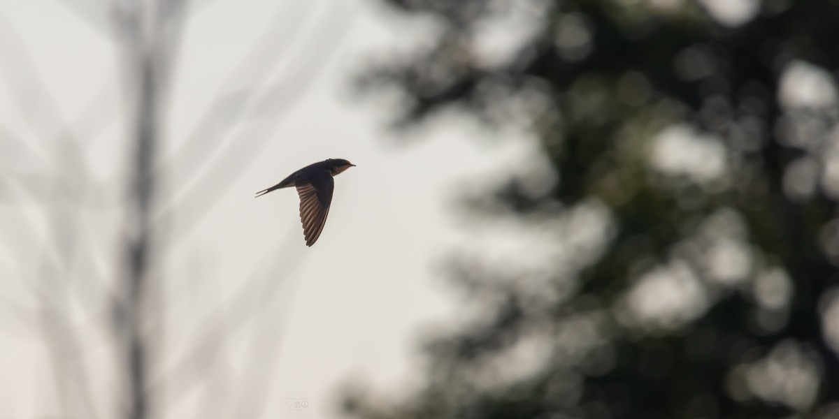 Асрын хараацай - ML638517304