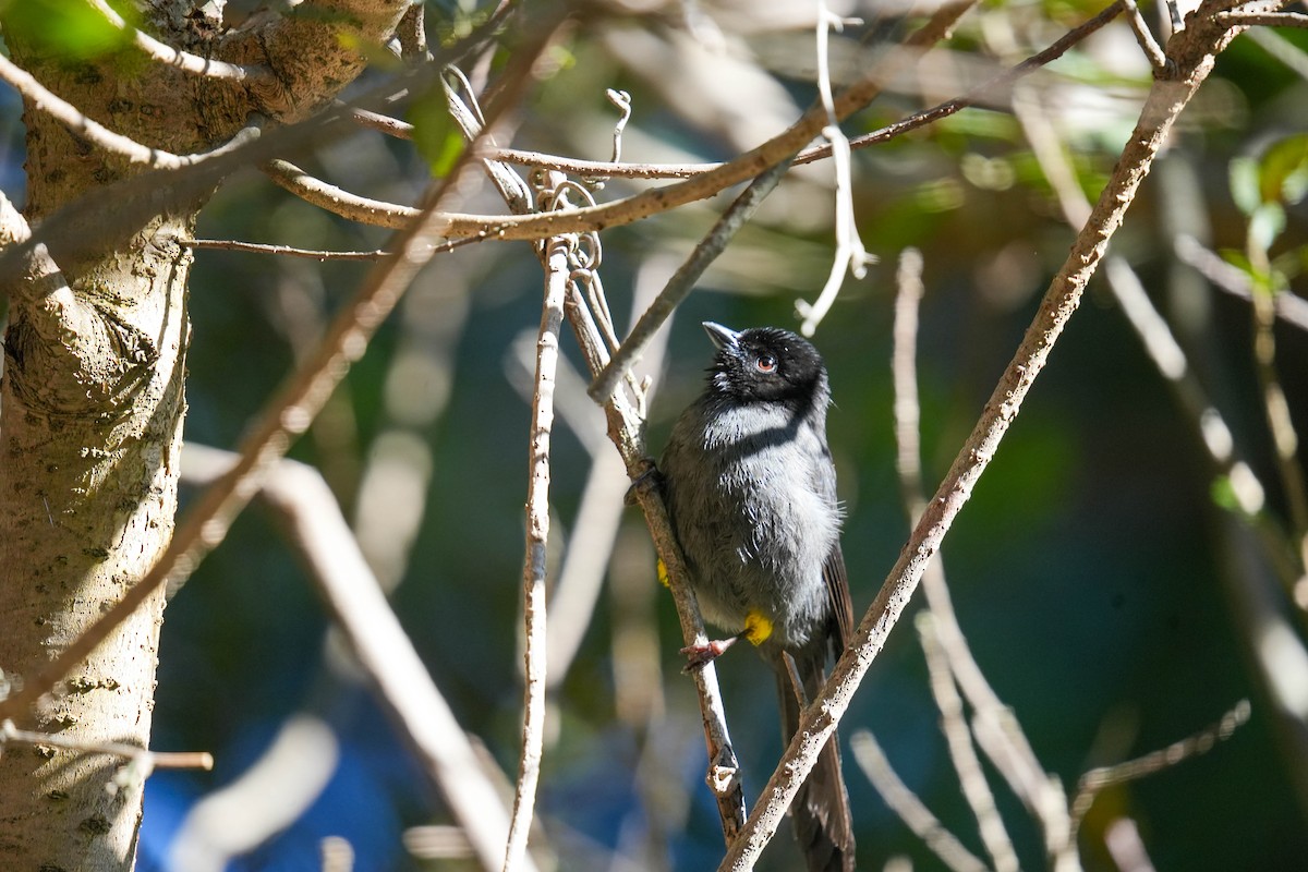 Yellow-thighed Brushfinch - ML638517311