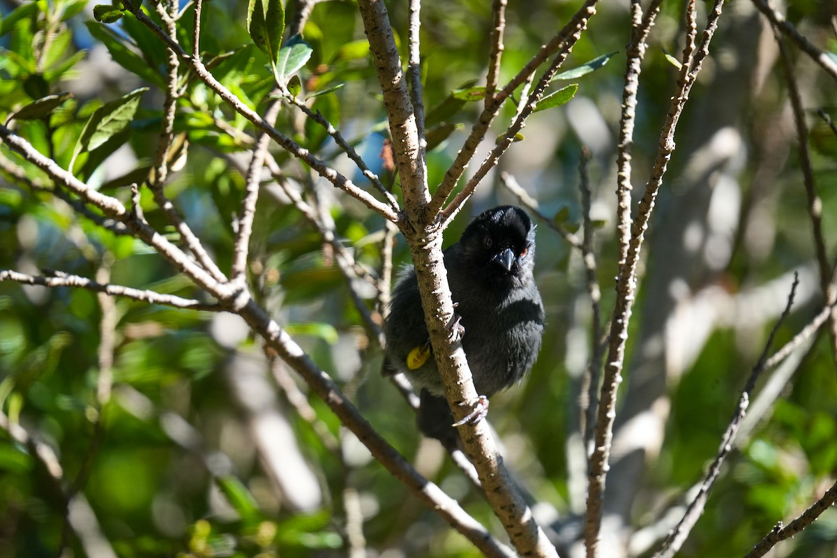 Yellow-thighed Brushfinch - ML638517313