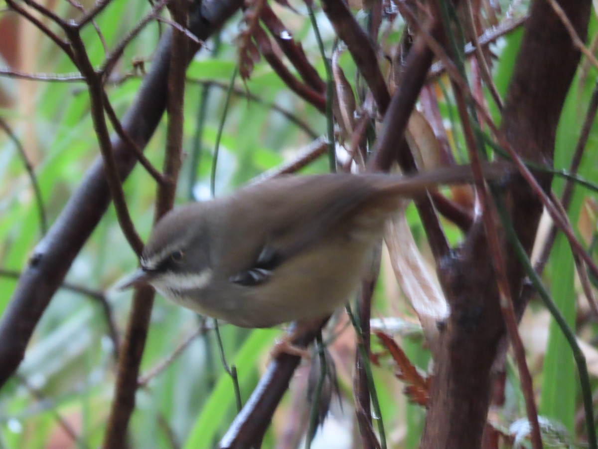 White-browed Scrubwren (White-browed) - ML638517327