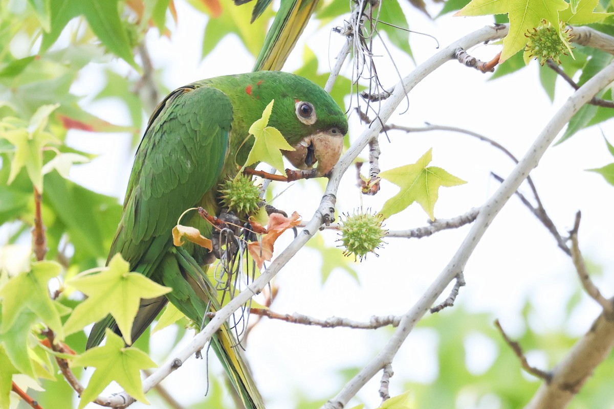 Mitred Parakeet - ML638517336