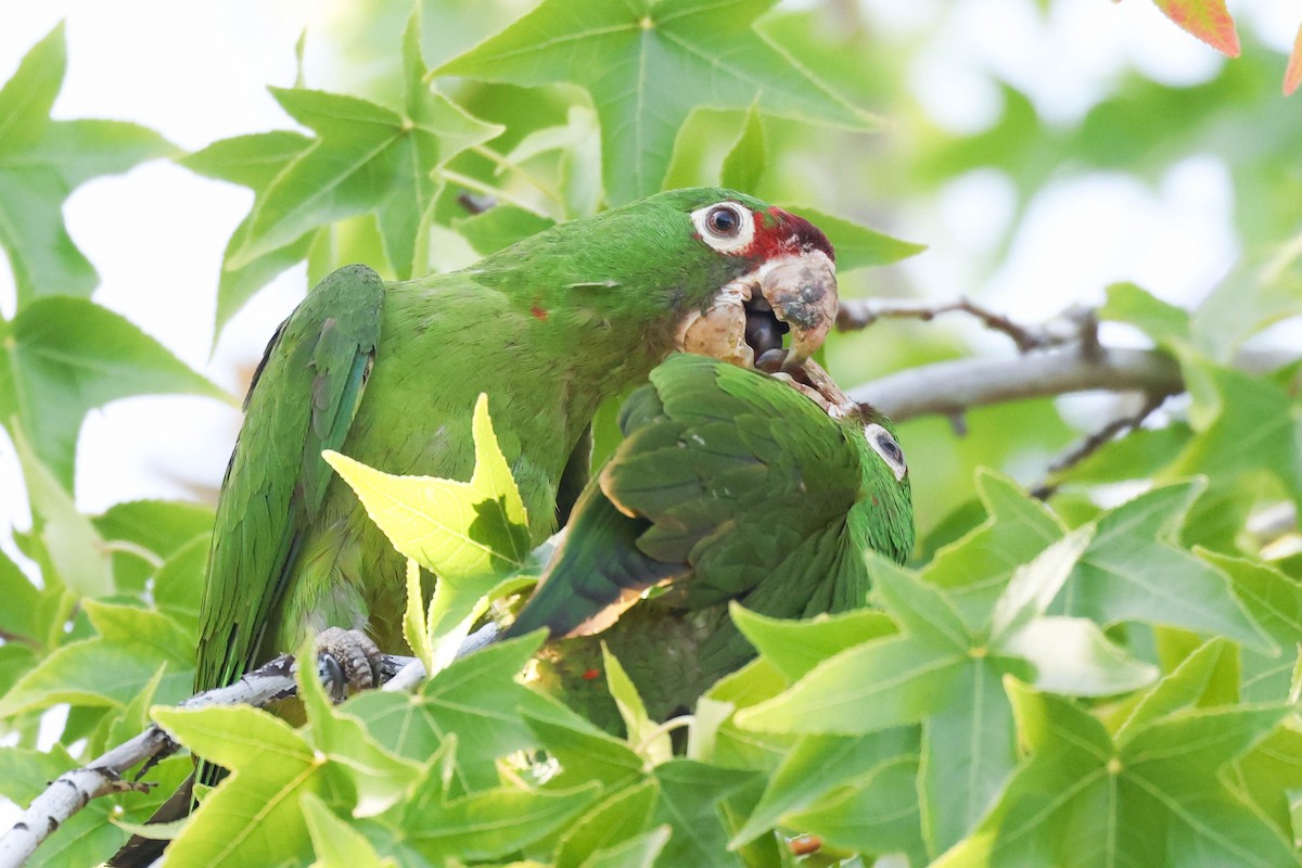 Mitred Parakeet - ML638517338