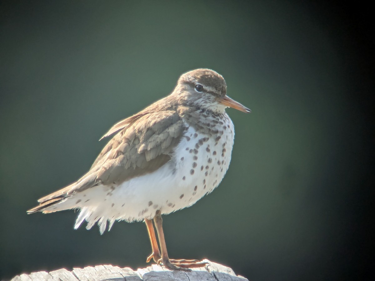 Spotted Sandpiper - ML638517346
