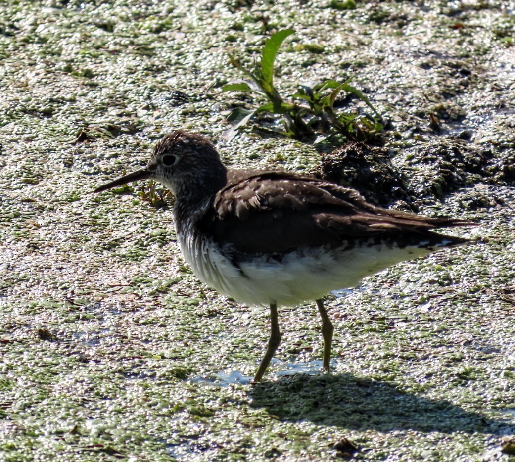 Einsiedelwasserläufer - ML638517424