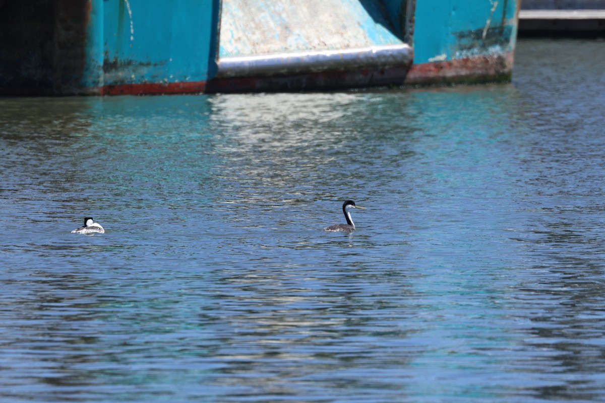Western Grebe - ML638517476