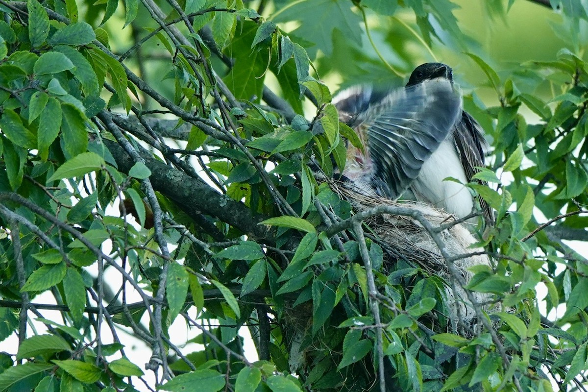 Eastern Kingbird - ML638517482