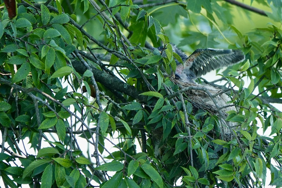 Eastern Kingbird - ML638517486