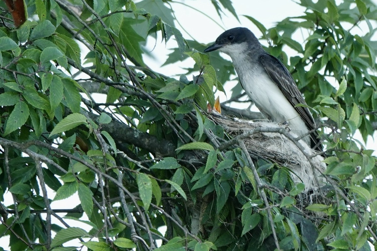 Eastern Kingbird - ML638517487