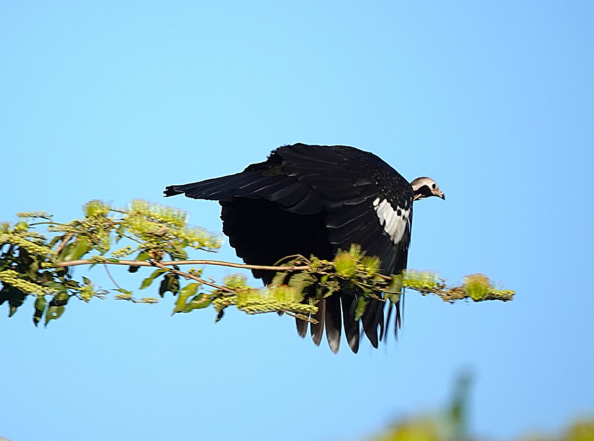 White-throated Piping-Guan - ML638517492