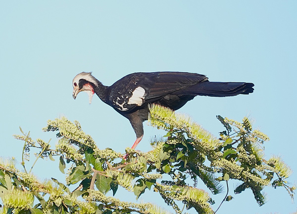 White-throated Piping-Guan - ML638517493