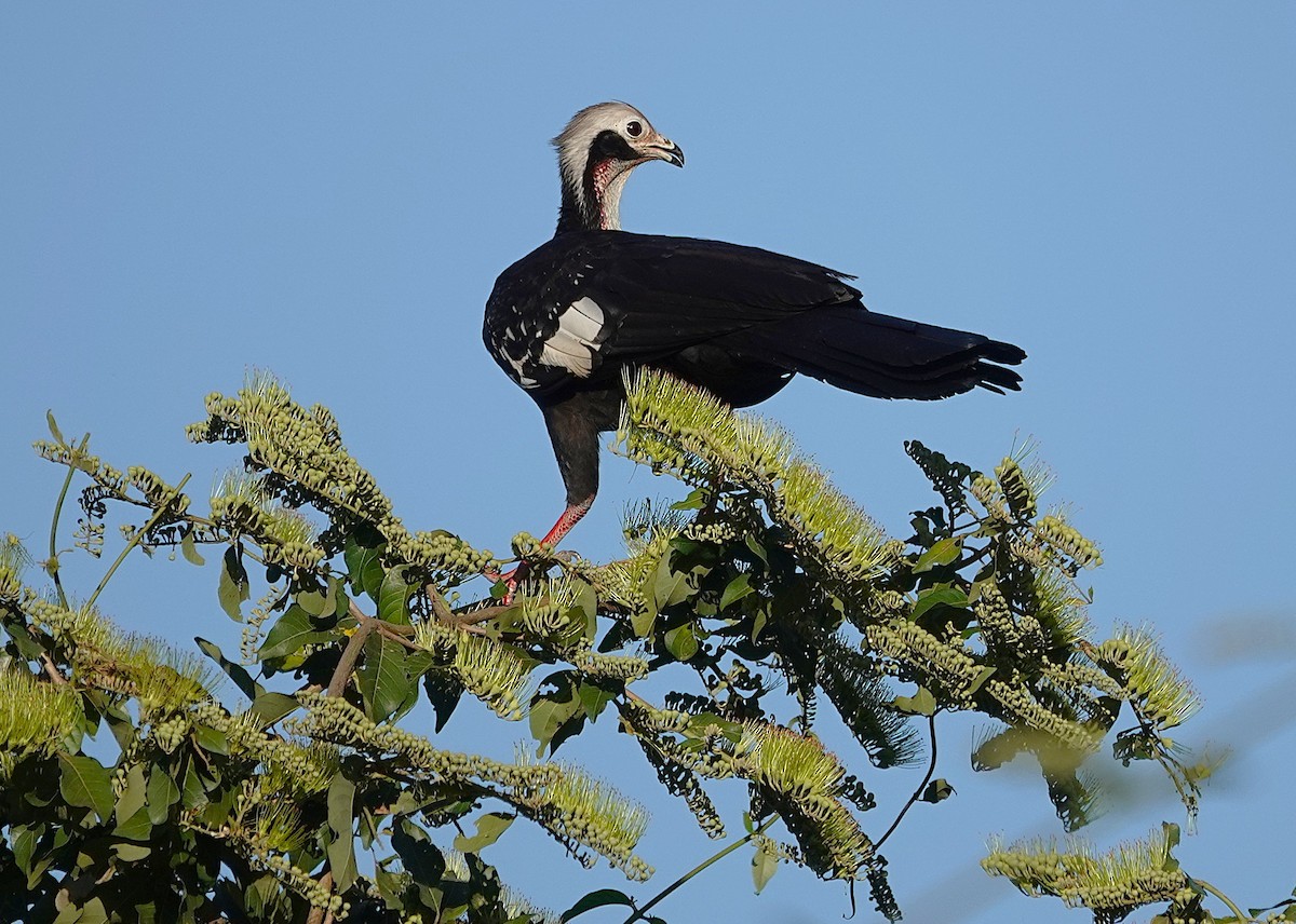 White-throated Piping-Guan - ML638517494