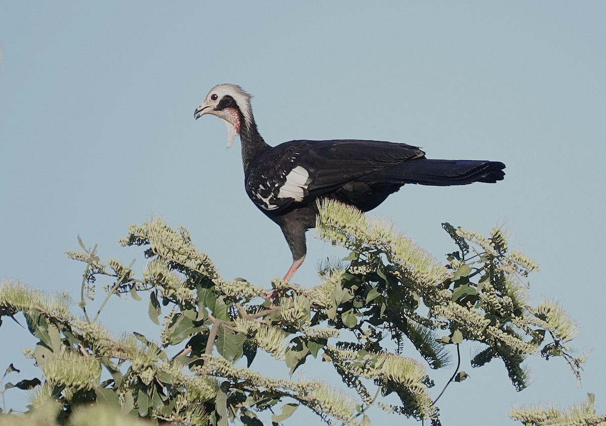 White-throated Piping-Guan - ML638517495