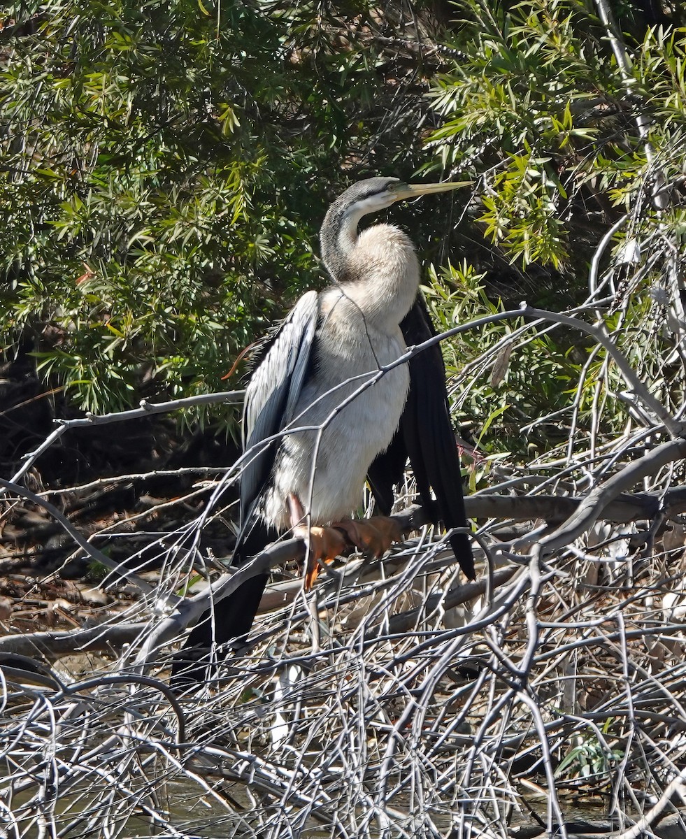 Australasian Darter - ML638517527