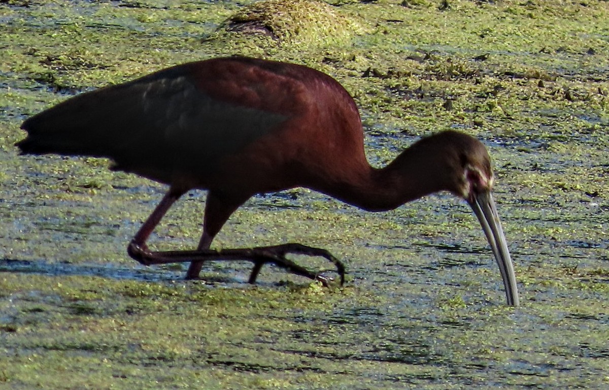 White-faced Ibis - ML638517535