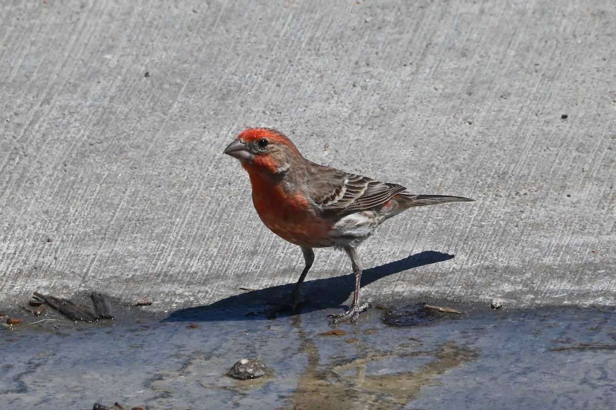 House Finch - ML638517536