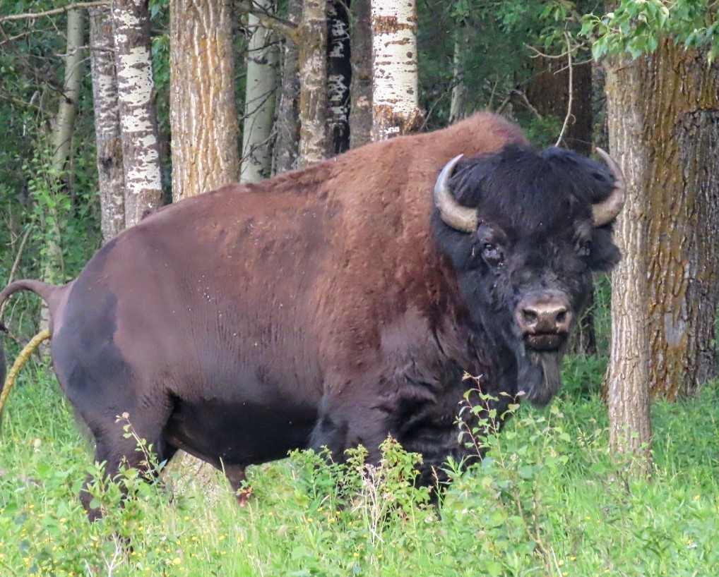 Animals - ML638517548