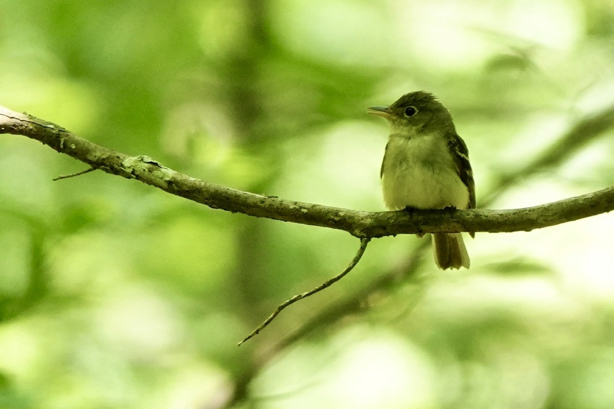 Acadian Flycatcher - ML638517614