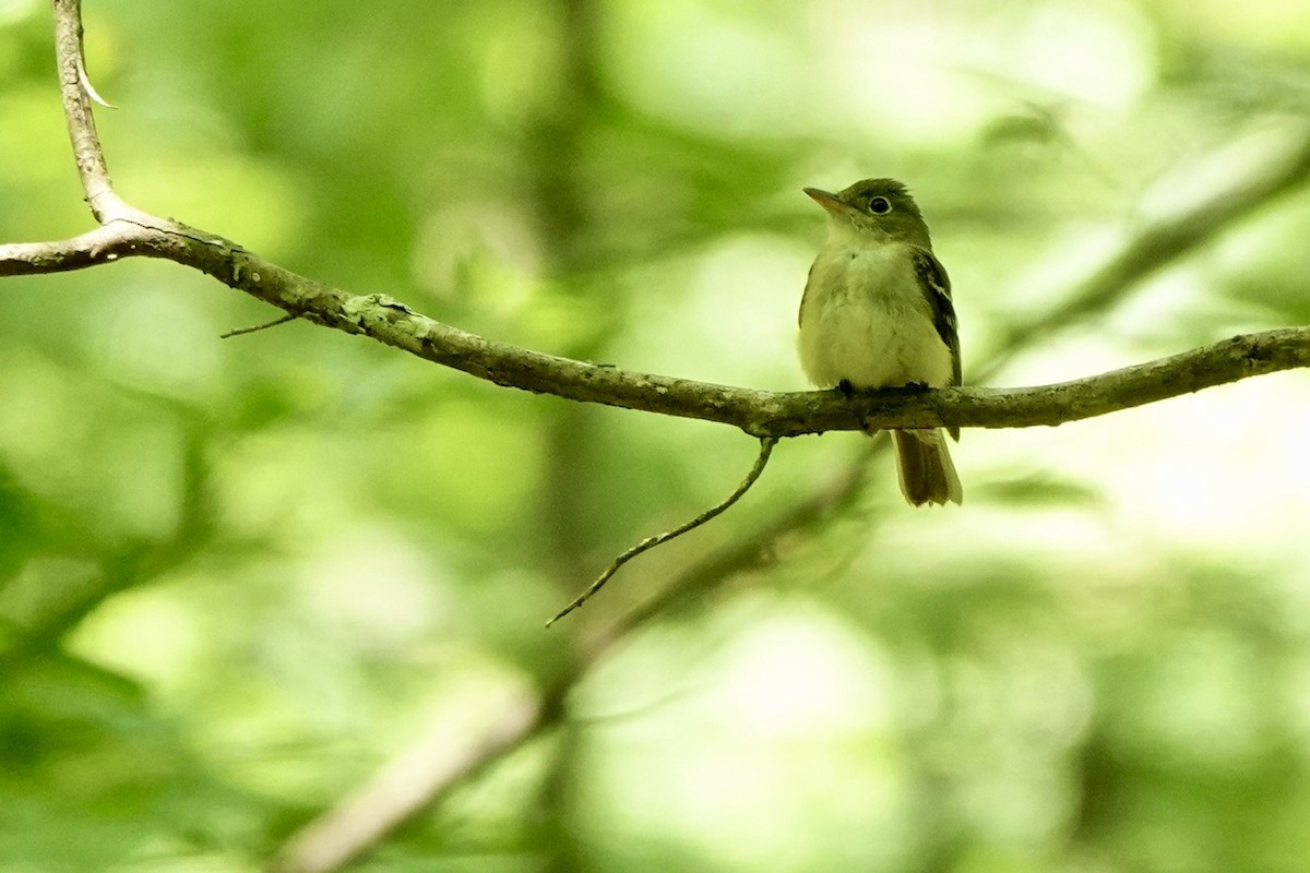 Acadian Flycatcher - ML638517615