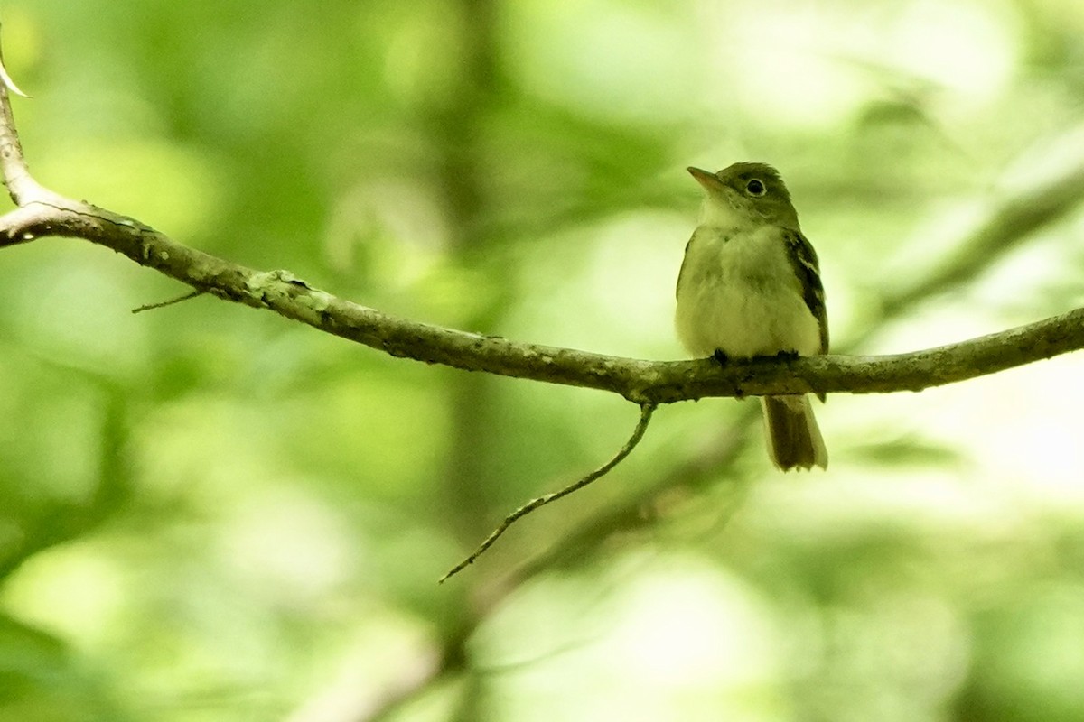Acadian Flycatcher - ML638517616