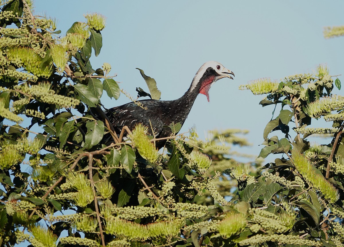 Red-throated Piping-Guan - ML638517665