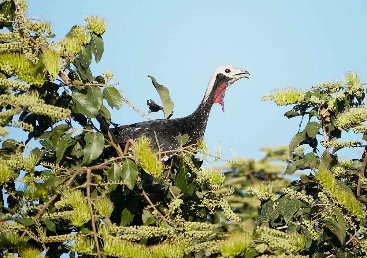 Red-throated Piping-Guan - ML638517667