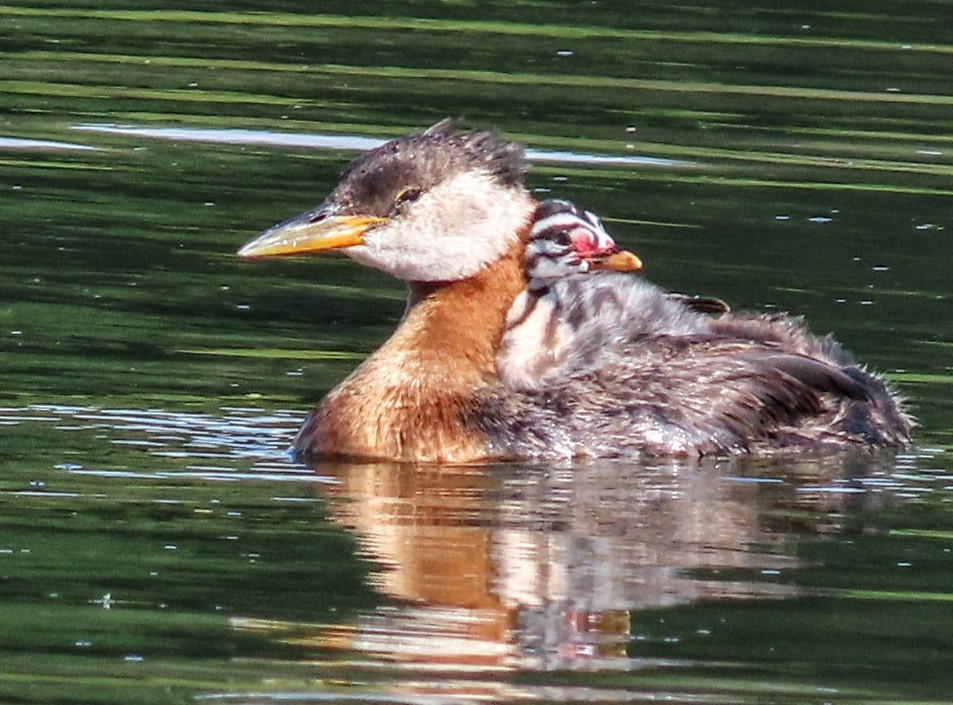Red-necked Grebe - ML638517682