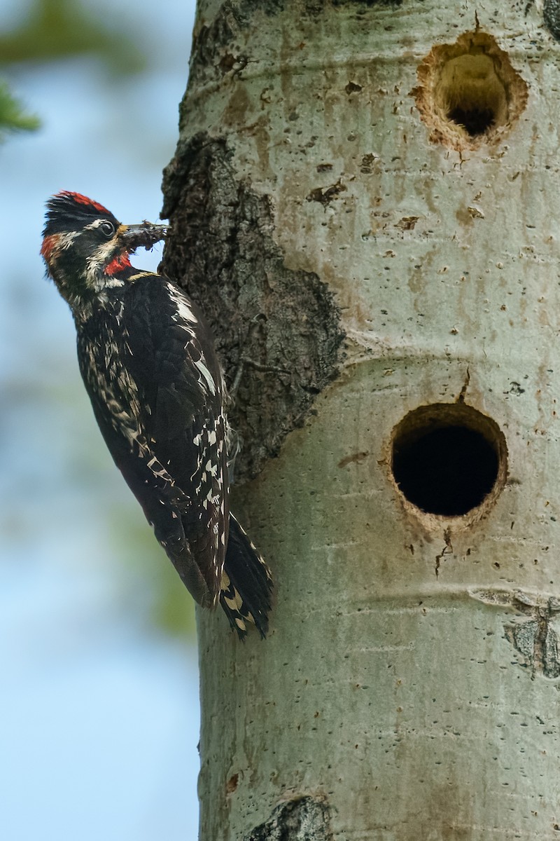 Red-naped Sapsucker - ML638517697